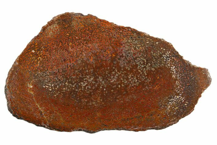 Polished Dinosaur Bone (Gembone) Slab - New Mexico #340045